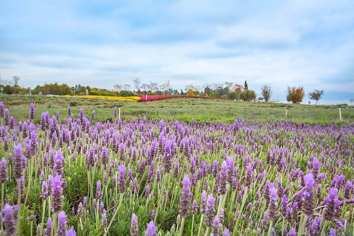 2025-05-25云南玉溪抚仙湖粉红沙滩董衣草花海（一）