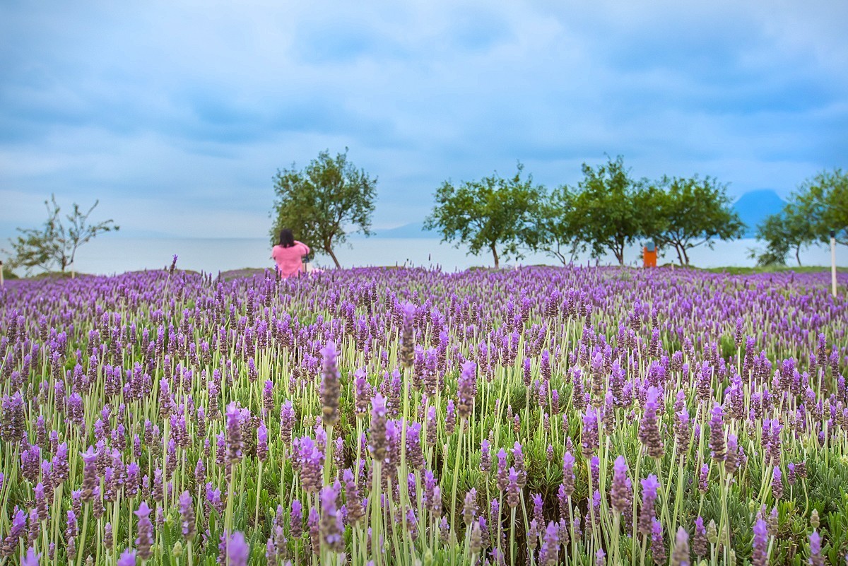 2025-05-25云南玉溪抚仙湖粉红沙滩董衣草花海（一）