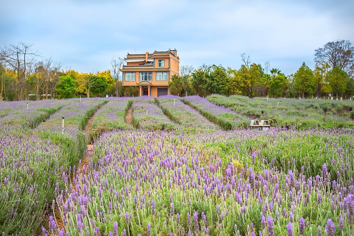 2025-05-25云南玉溪抚仙湖粉红沙滩董衣草花海（一）