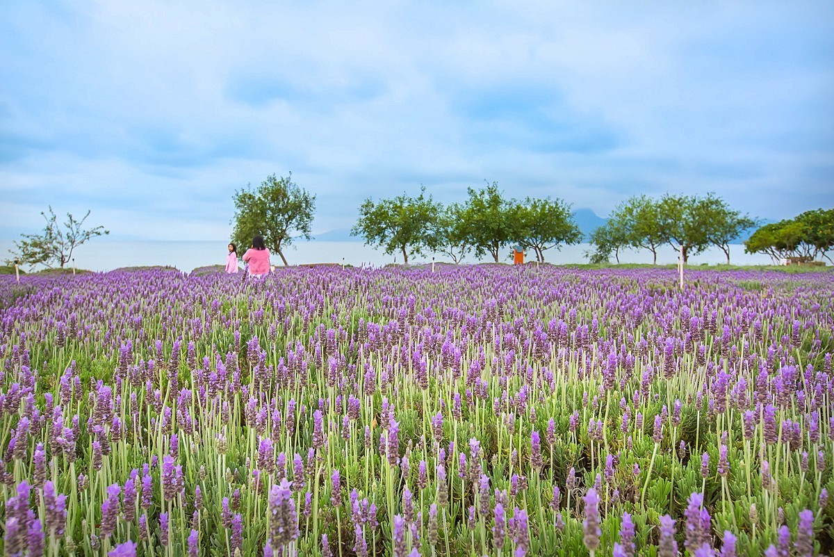 2025-05-25云南玉溪抚仙湖粉红沙滩董衣草花海（一）