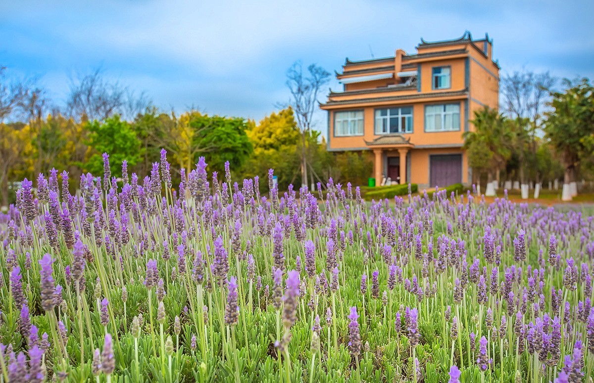 2025-05-25云南玉溪抚仙湖粉红沙滩董衣草花海（一）