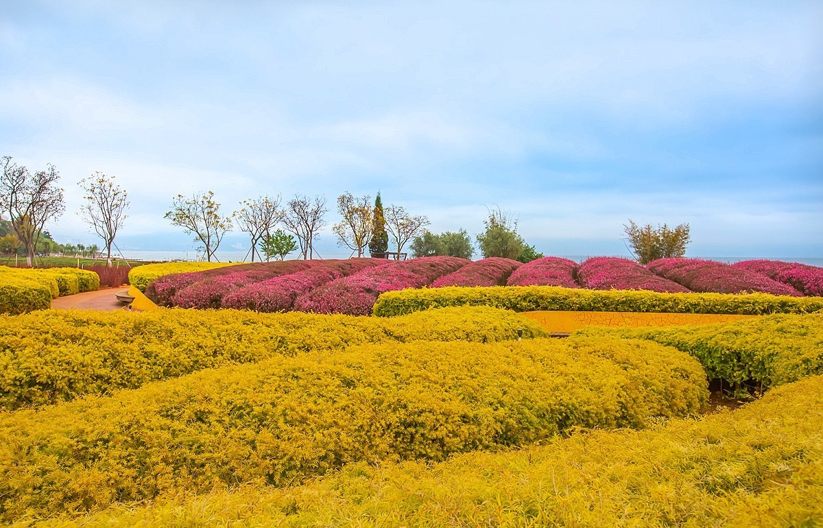 2025-05-25云南玉溪抚仙湖粉红沙滩董衣草花海（一）