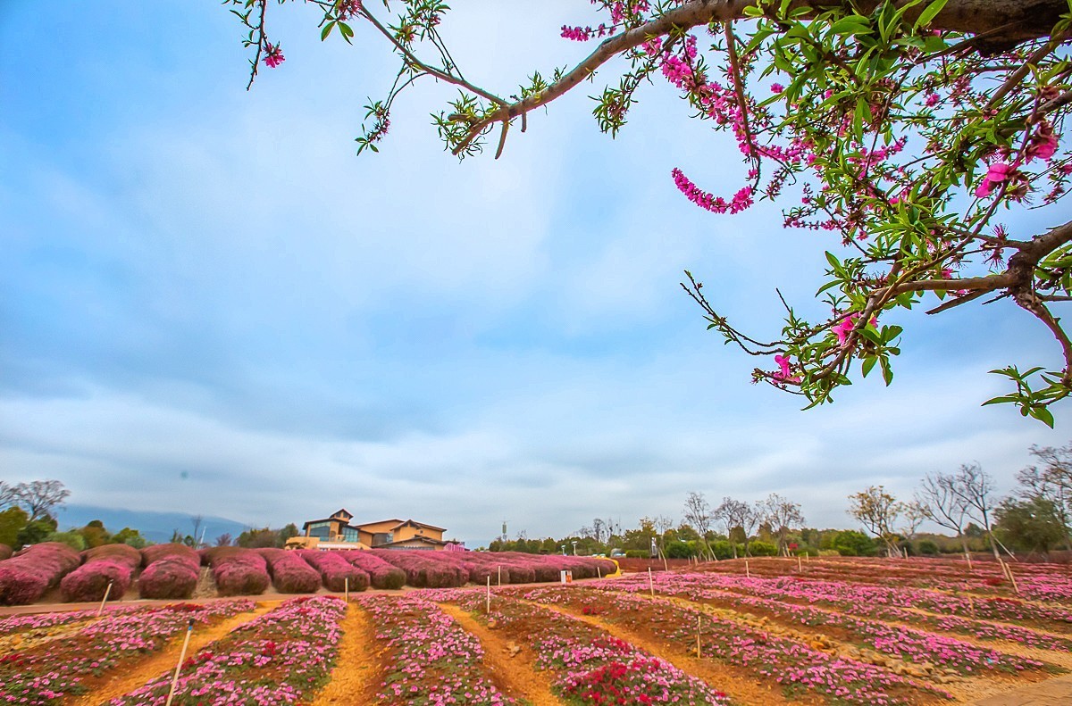 2025-05-25云南玉溪抚仙湖粉红沙滩董衣草花海（一）