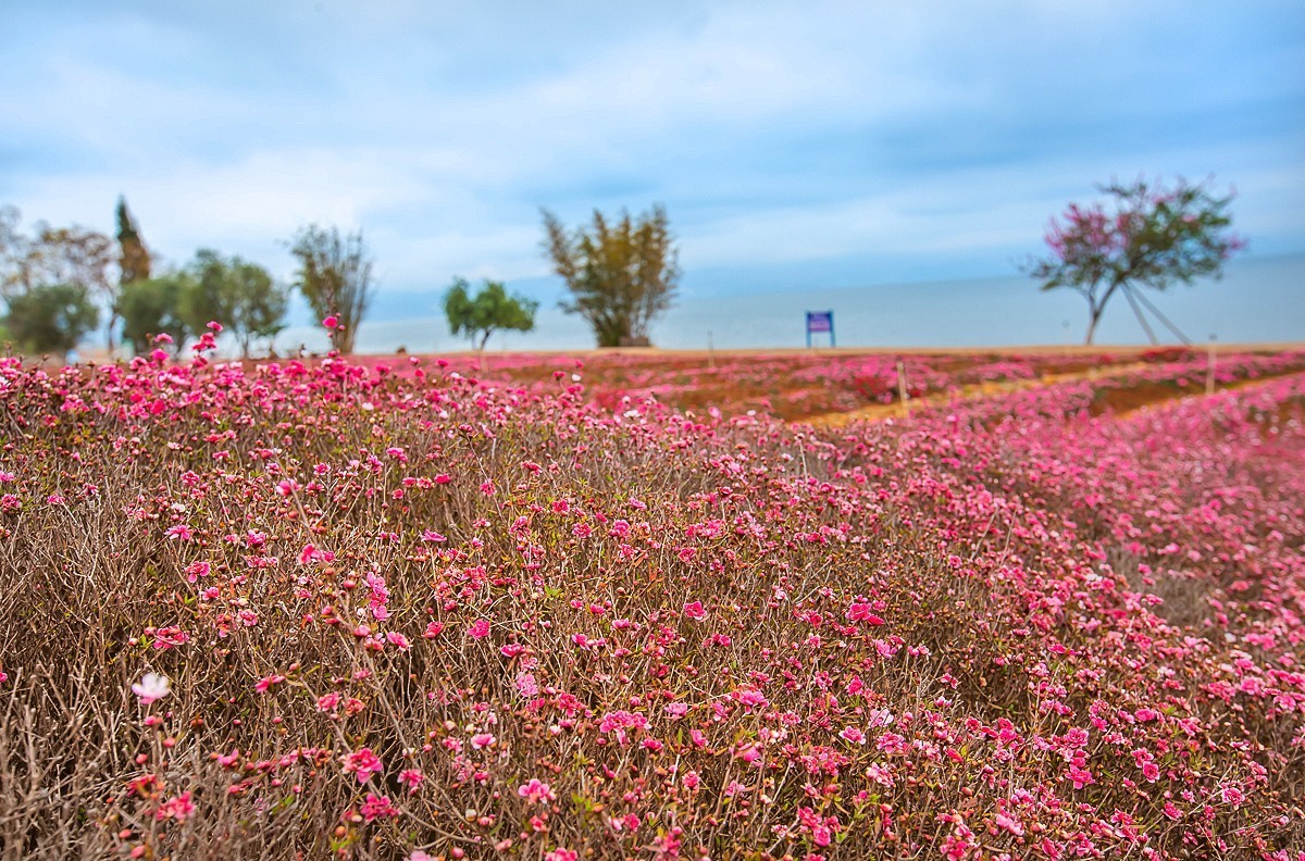 2025-05-25云南玉溪抚仙湖粉红沙滩董衣草花海（一）