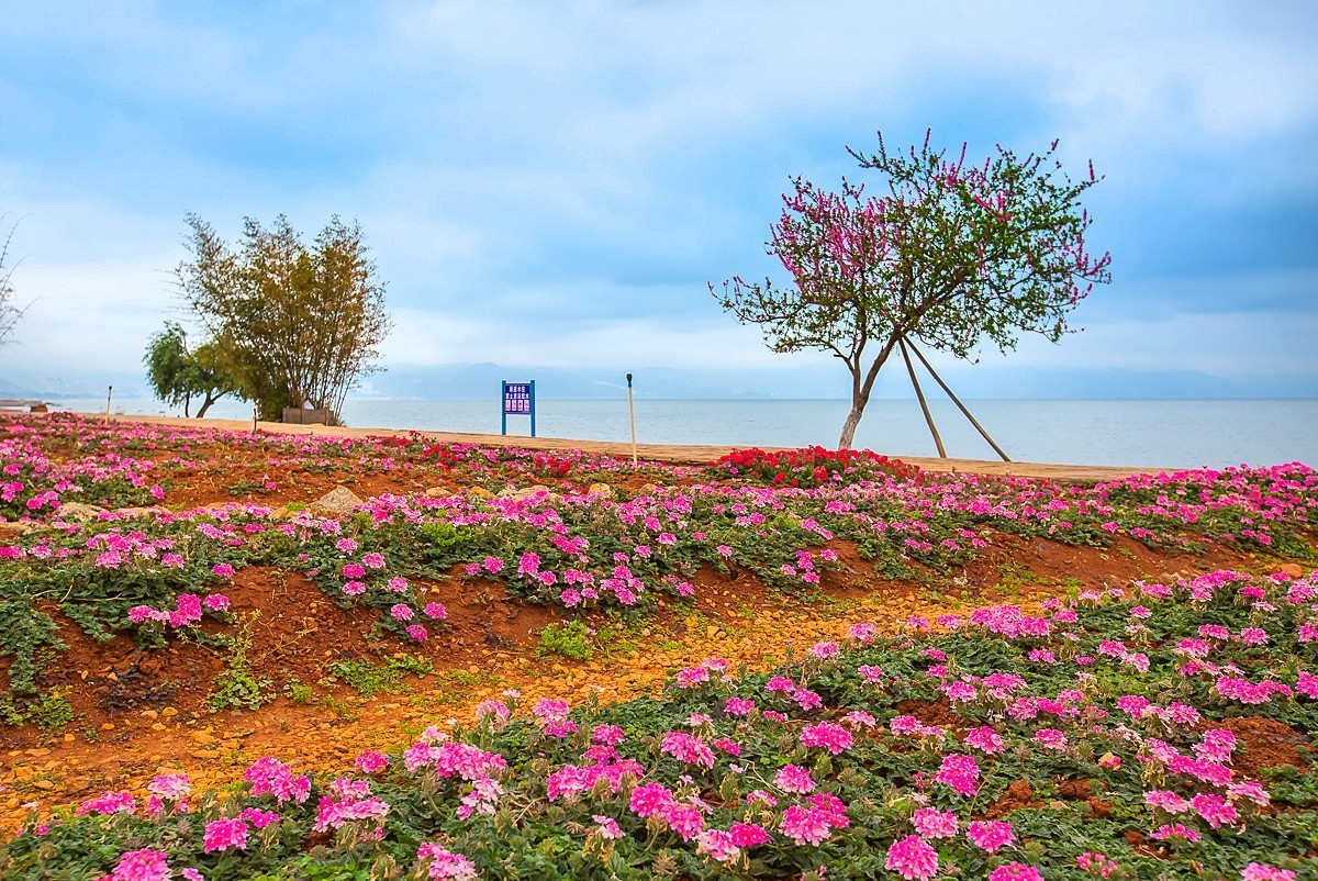 2025-05-25云南玉溪抚仙湖粉红沙滩董衣草花海（一）