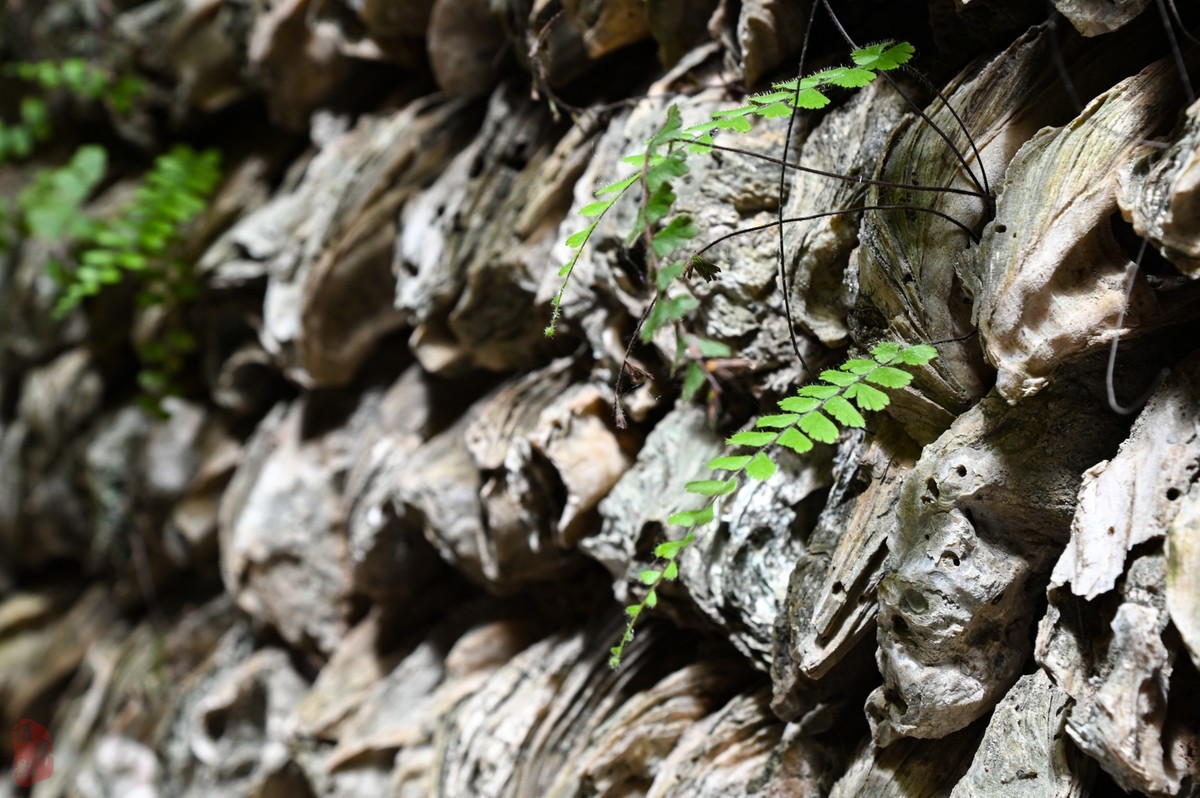 换的值不值-拍大岭