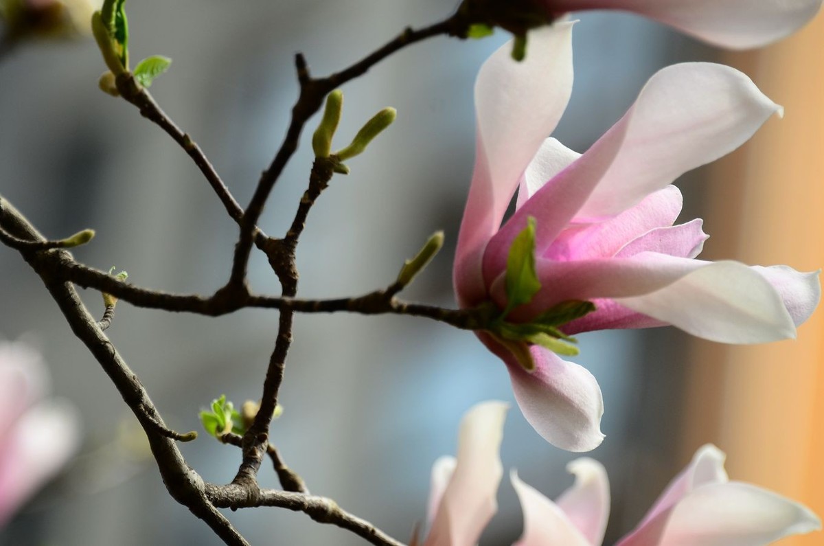 花卉系列【3260】