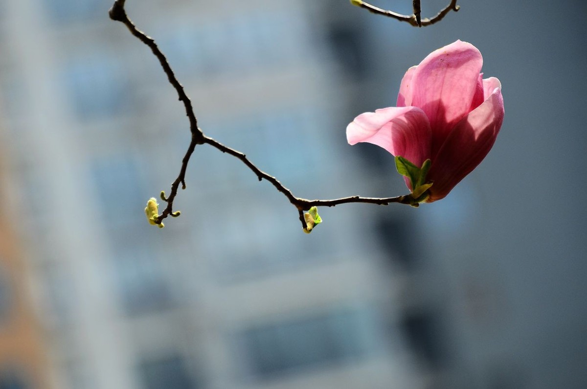 花卉系列【3260】