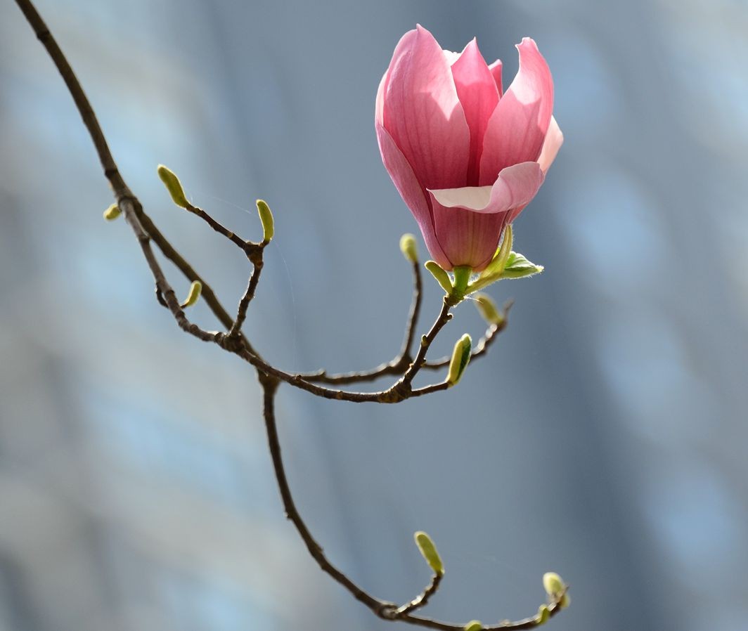 花卉系列【3260】