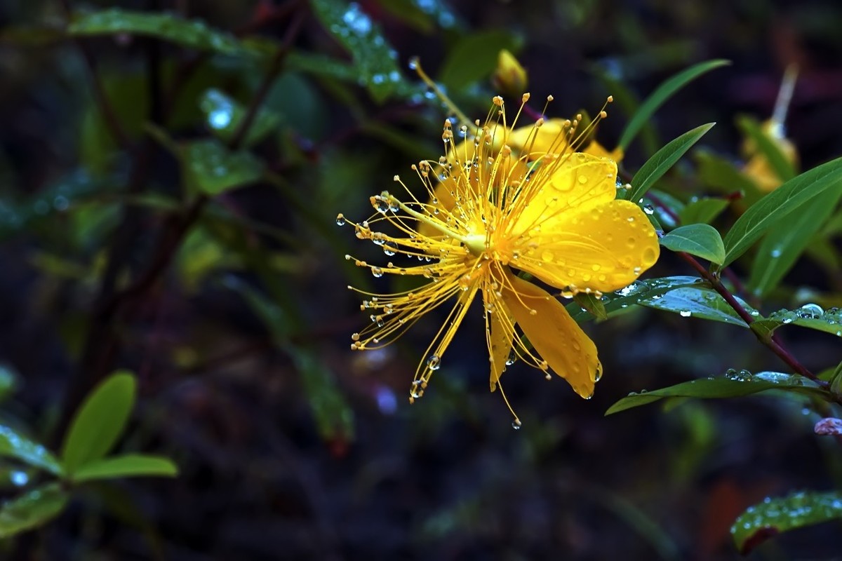 2022_雨后的金丝桃4