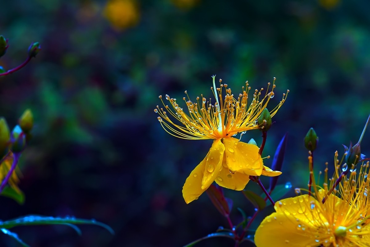 2022_雨后的金丝桃4