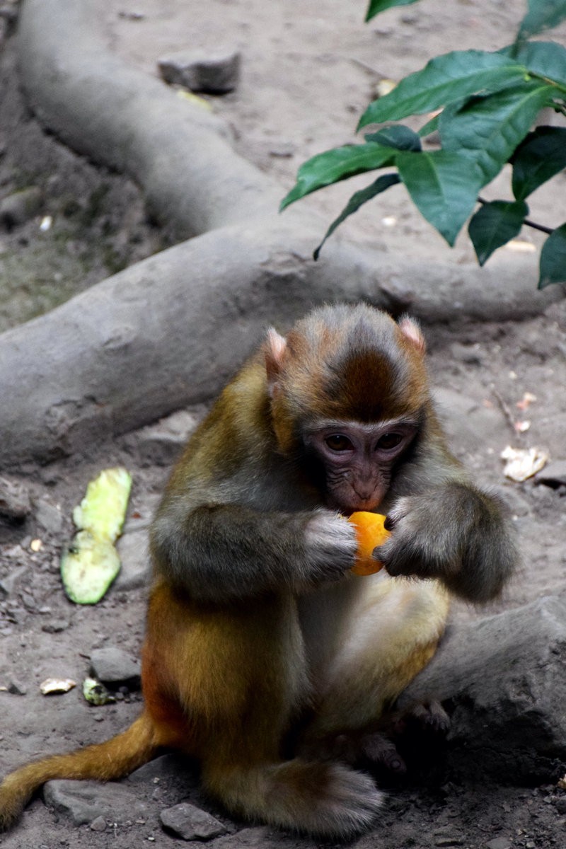 2022夏 湘赣边（69）“海螺峰”往回返