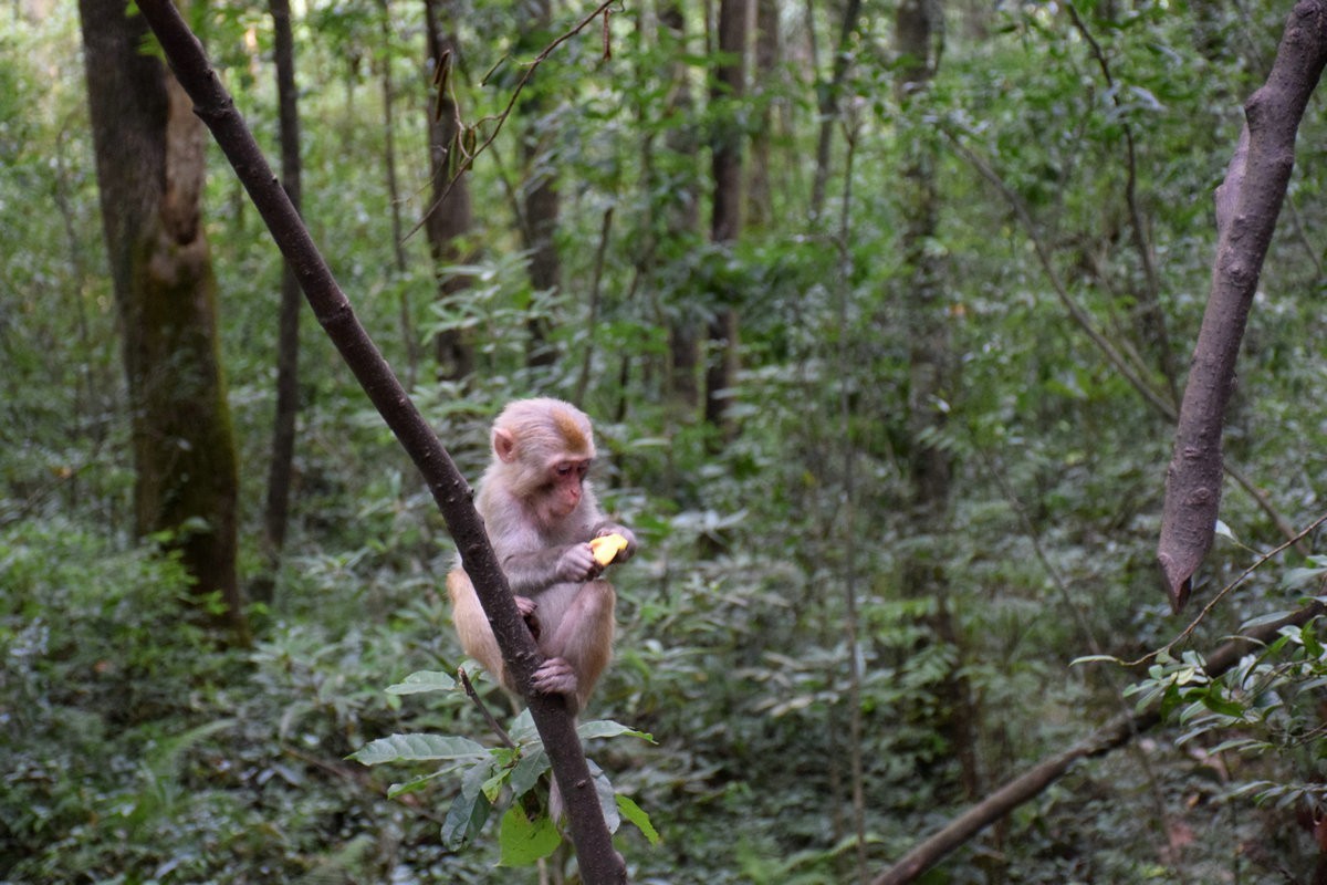 2022夏 湘赣边（69）“海螺峰”往回返