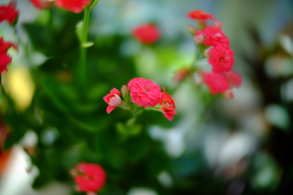 外面数九寒天家中小花绽放