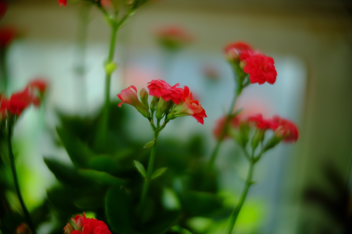 外面数九寒天家中小花绽放