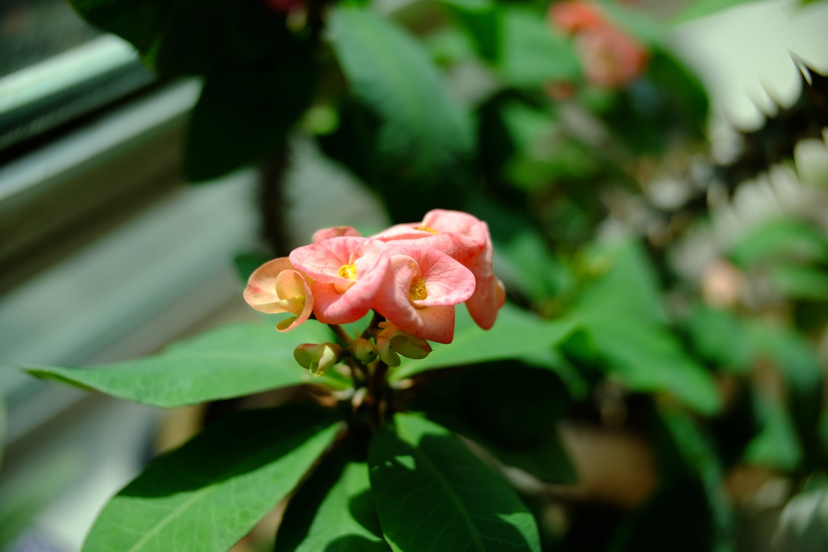 外面数九寒天家中小花绽放