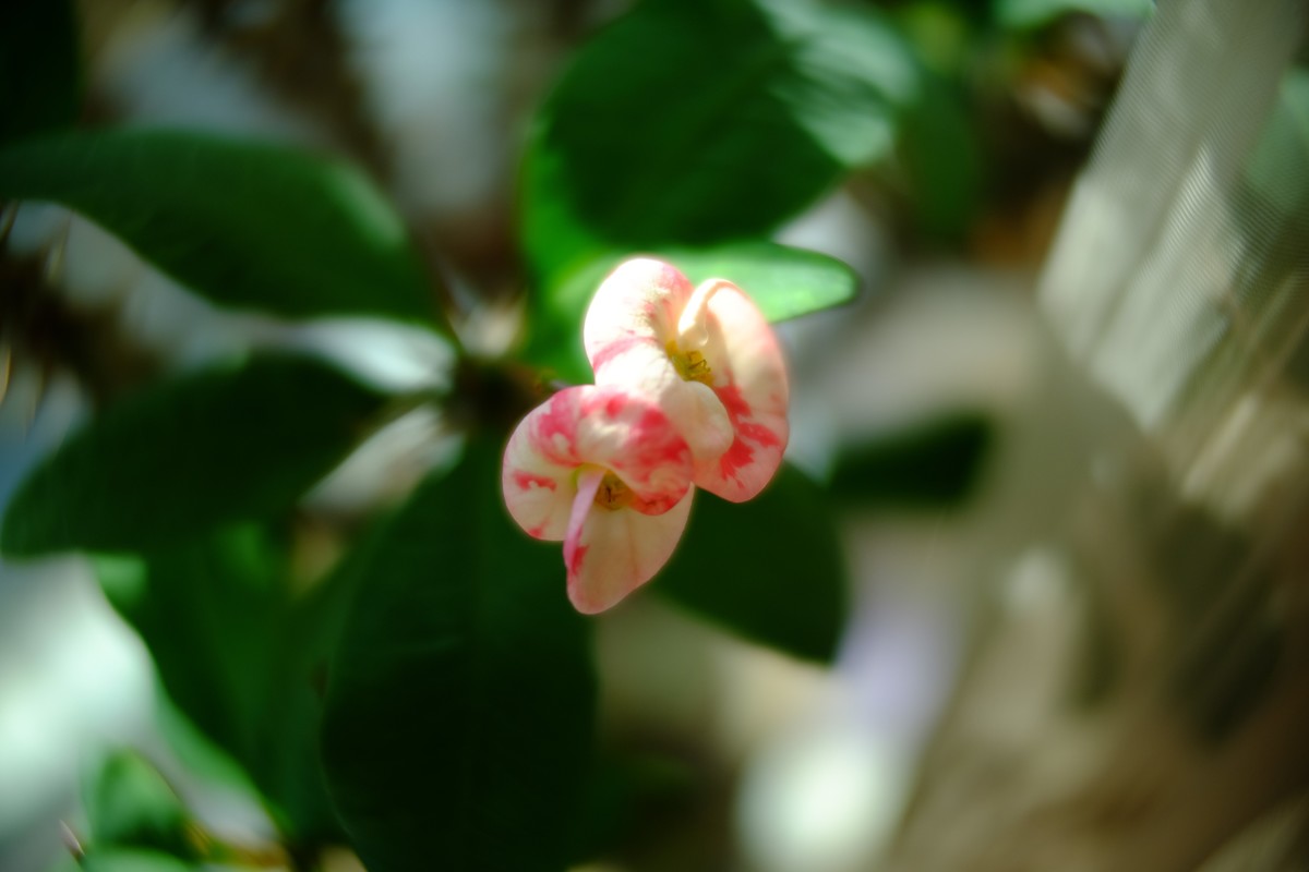 外面数九寒天家中小花绽放