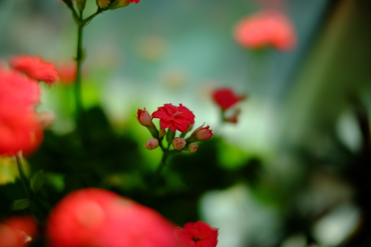 外面数九寒天家中小花绽放