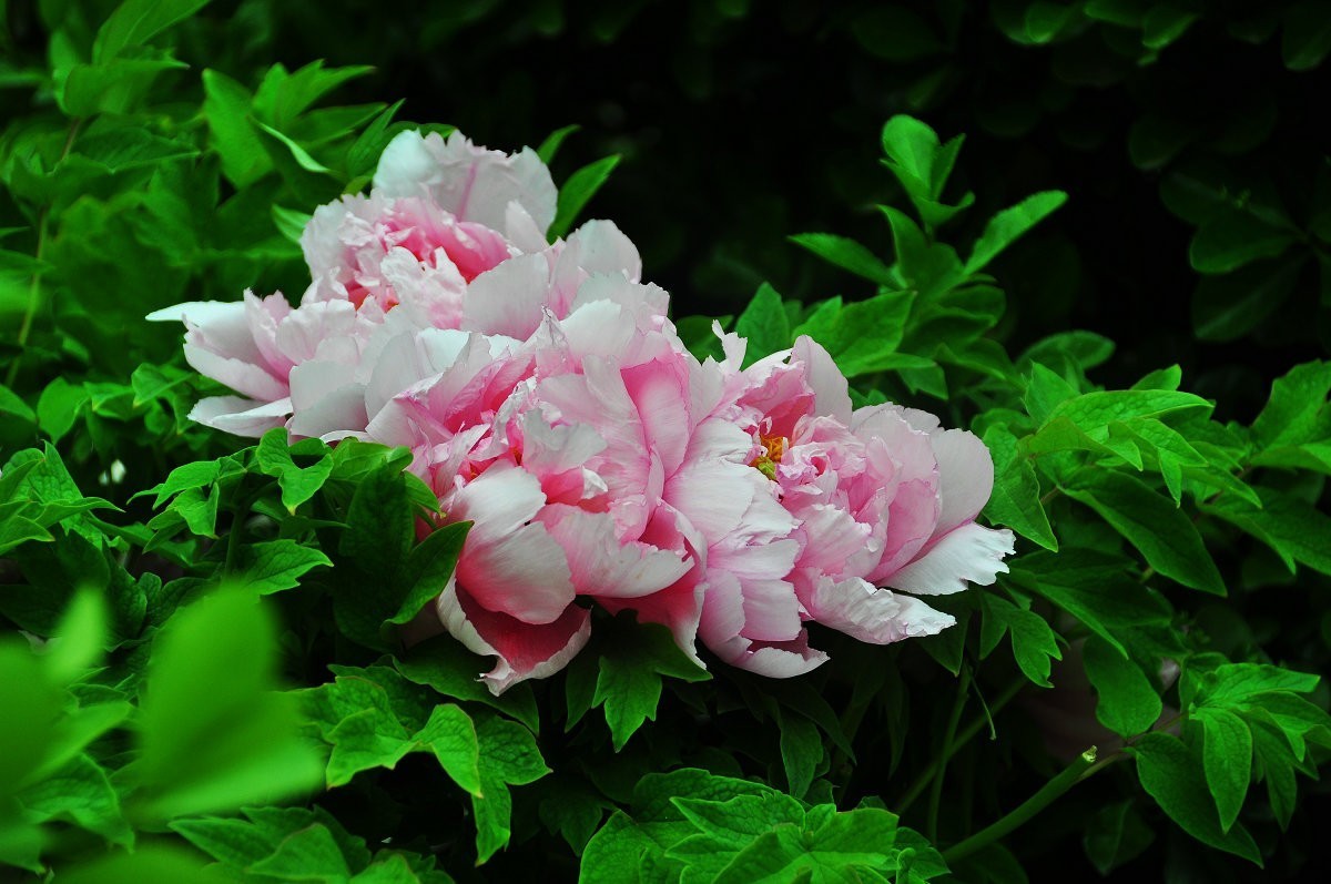 富贵花开