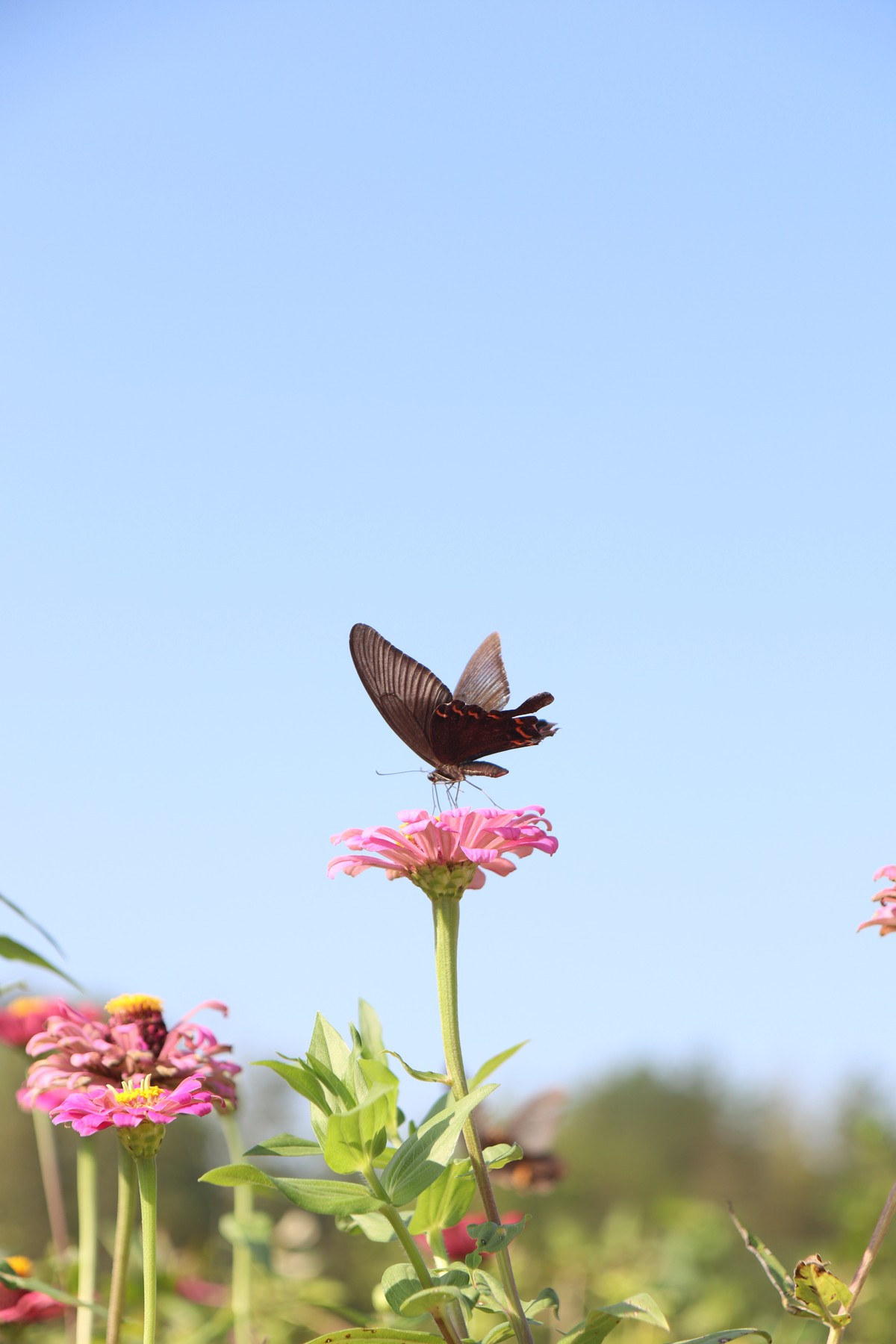 留连戏蝶时时舞