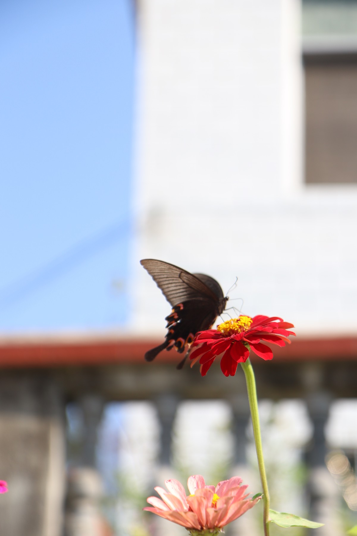 留连戏蝶时时舞
