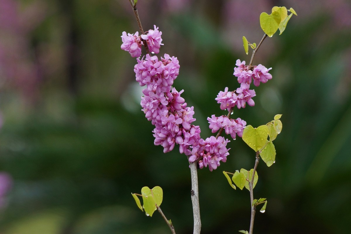 闲鱼淘个美能达100-300镜头试拍