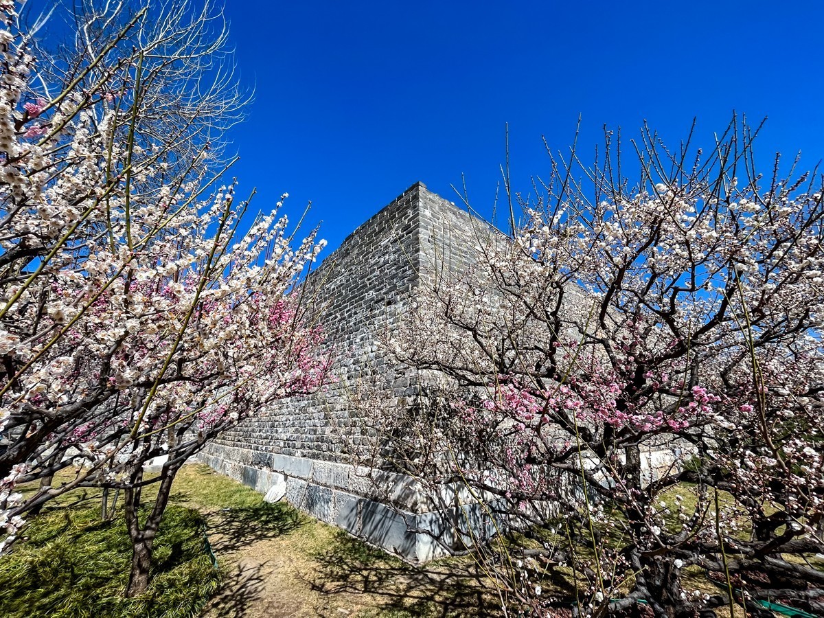 2023年第0179贴-春天拍春花集锦（0320F）