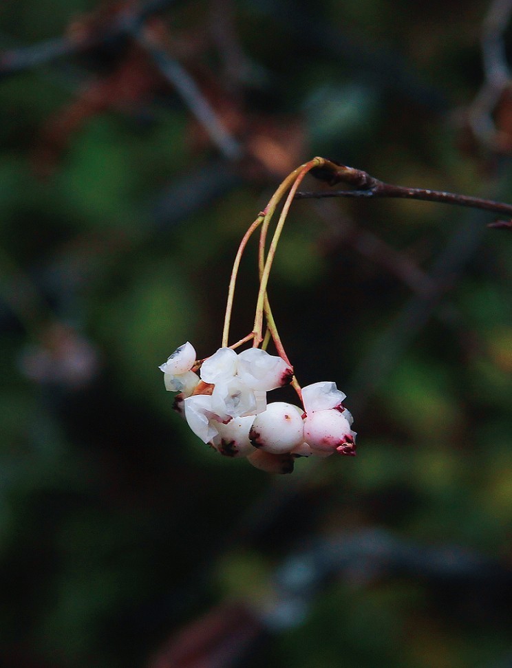 旅游扫街抓拍片《风景，花草和妹子》请大家欣赏指教！