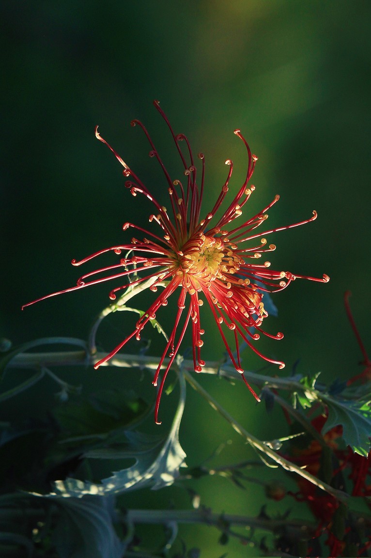 旅游扫街抓拍片《风景，花草和妹子》请大家欣赏指教！