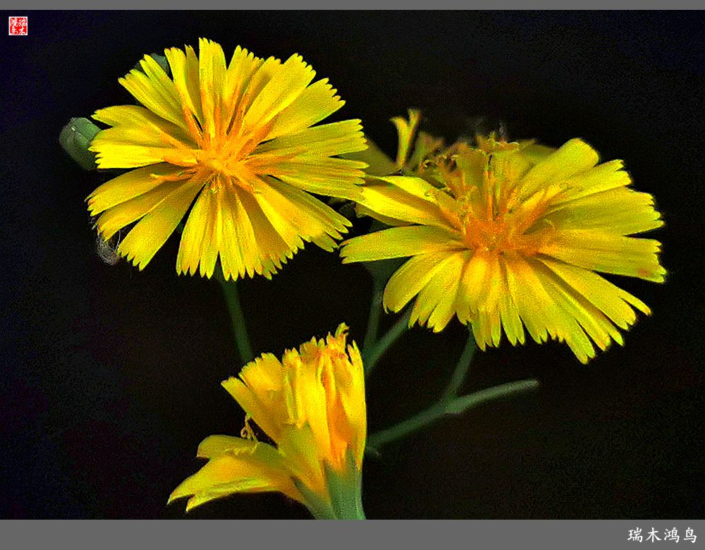 2023之花季苦苣菜花开满地儿黄