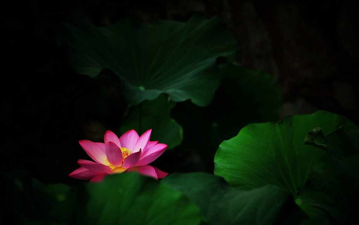 荷花（北宁公园）