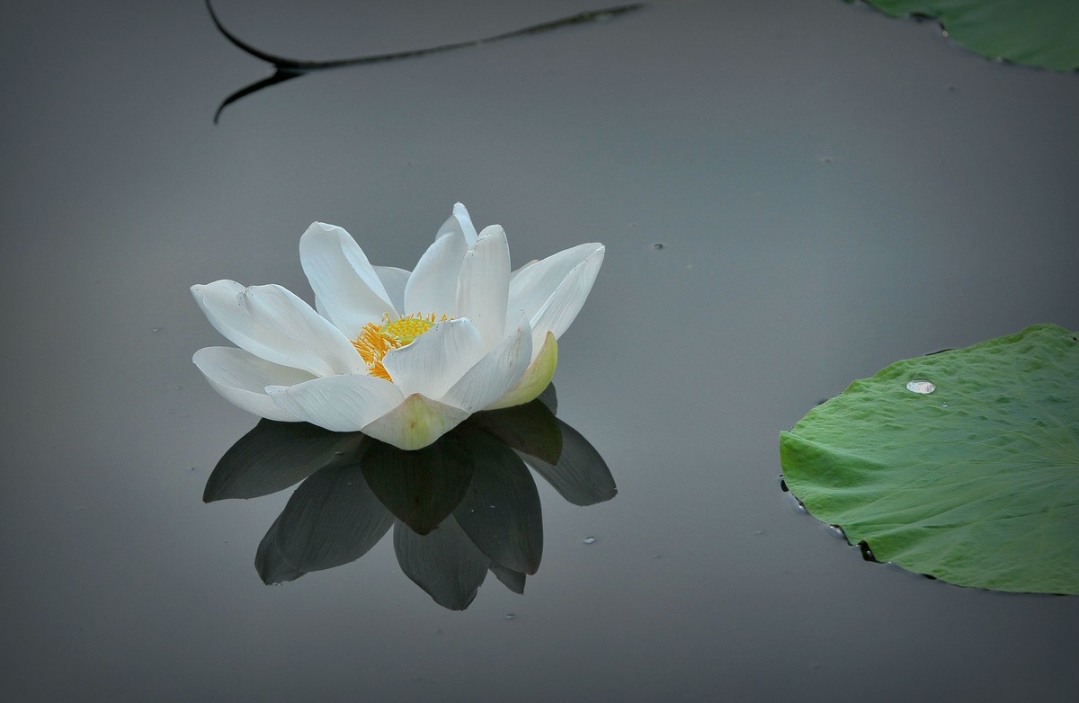 荷花（北宁公园）