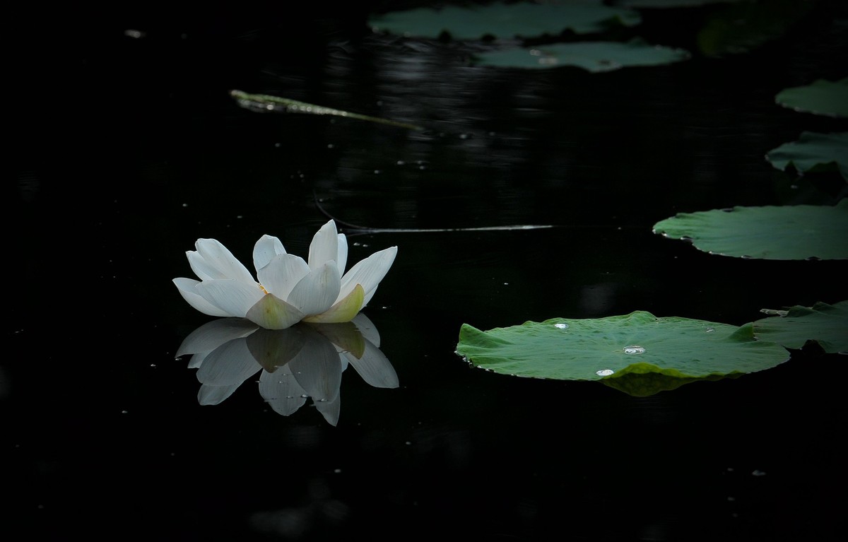 荷花（北宁公园）