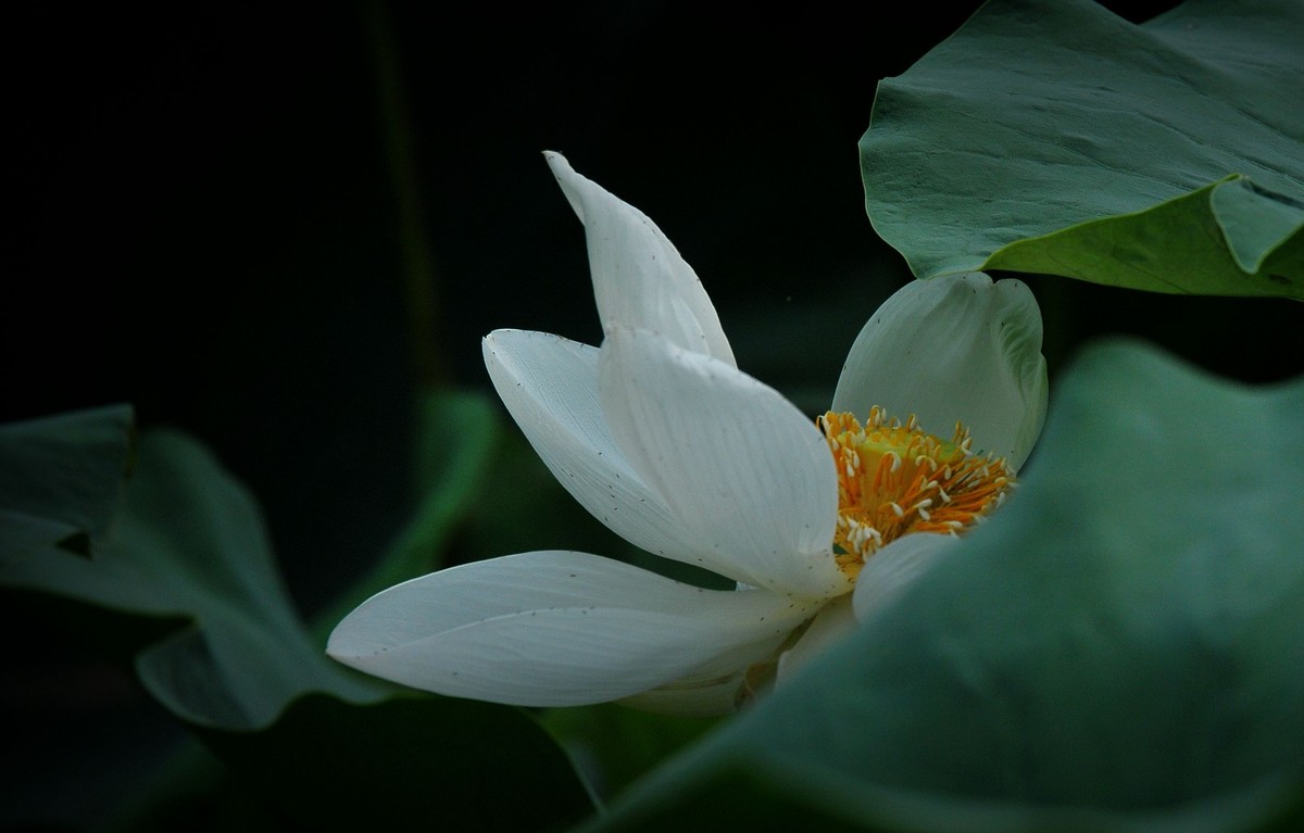 荷花（北宁公园）