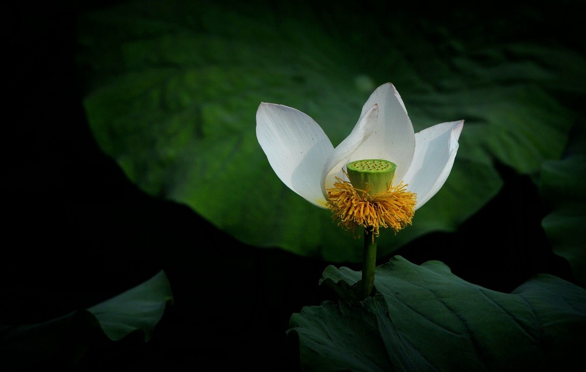 荷花（北宁公园）