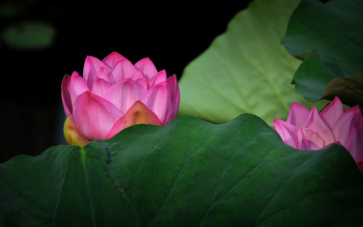 荷花（北宁公园）