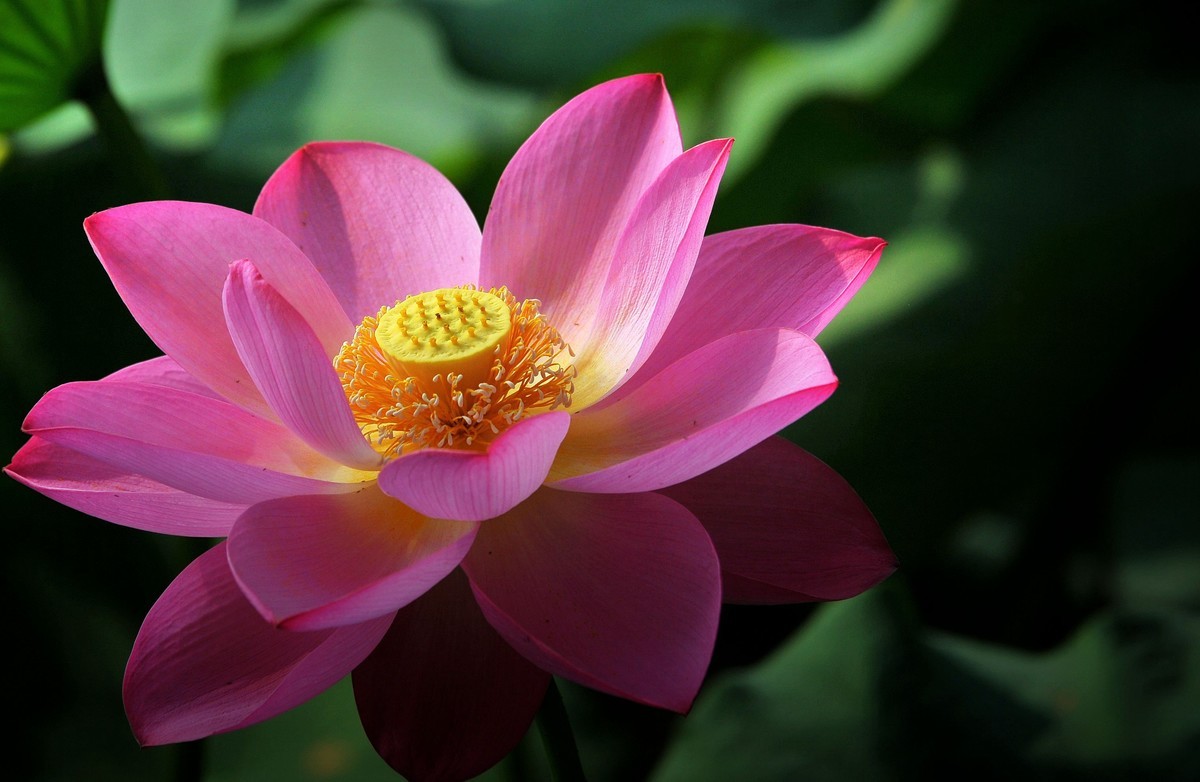 荷花（北宁公园）