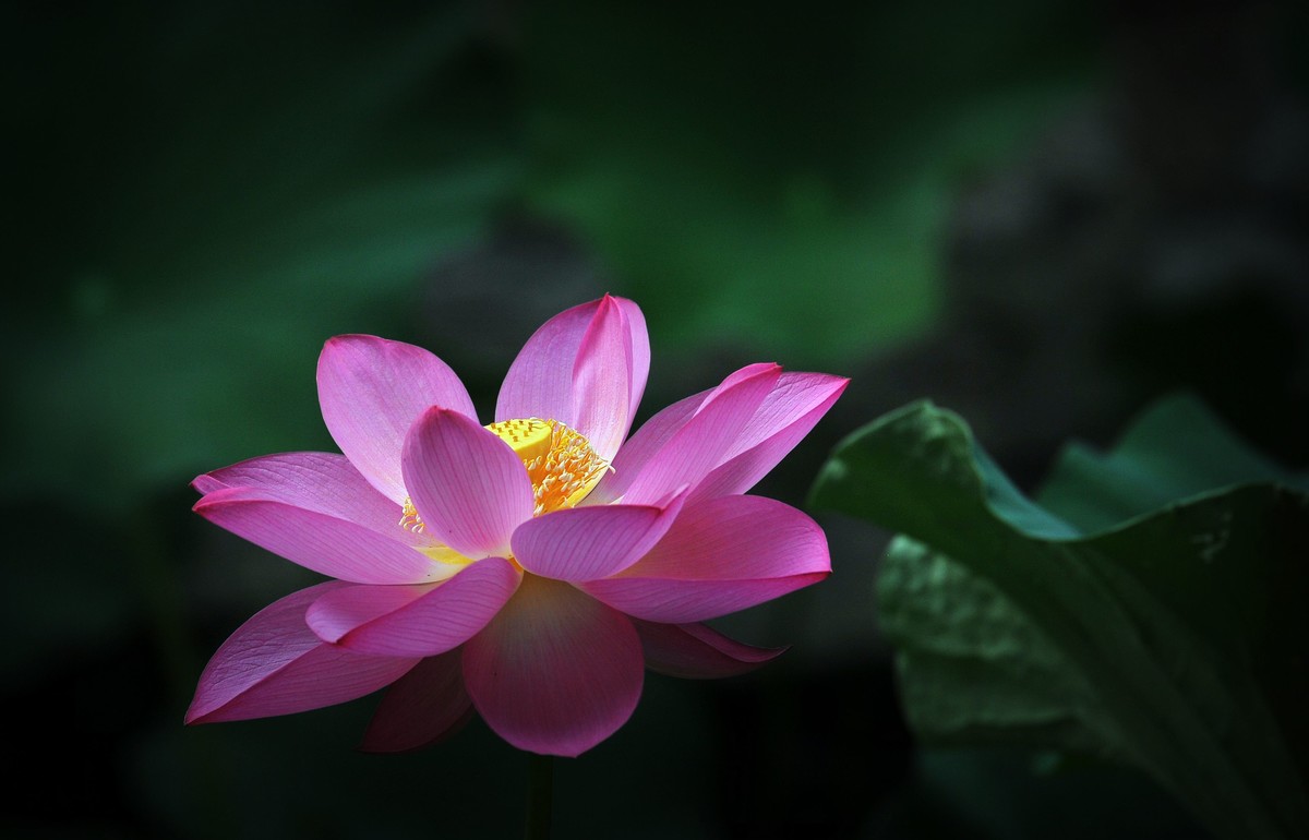 荷花（北宁公园）