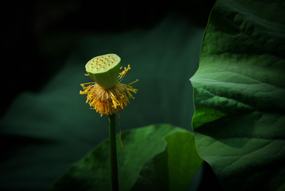 荷花（北宁公园）