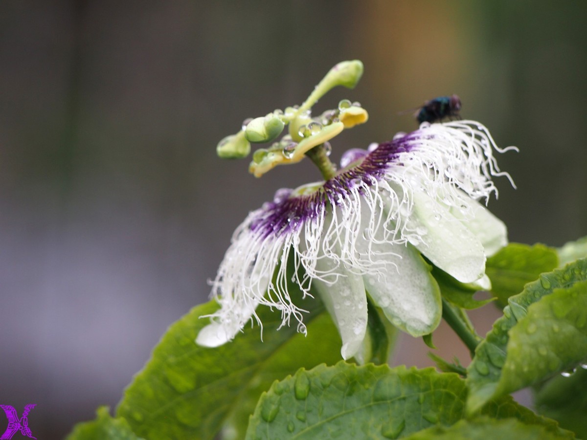 2024百香果（上）