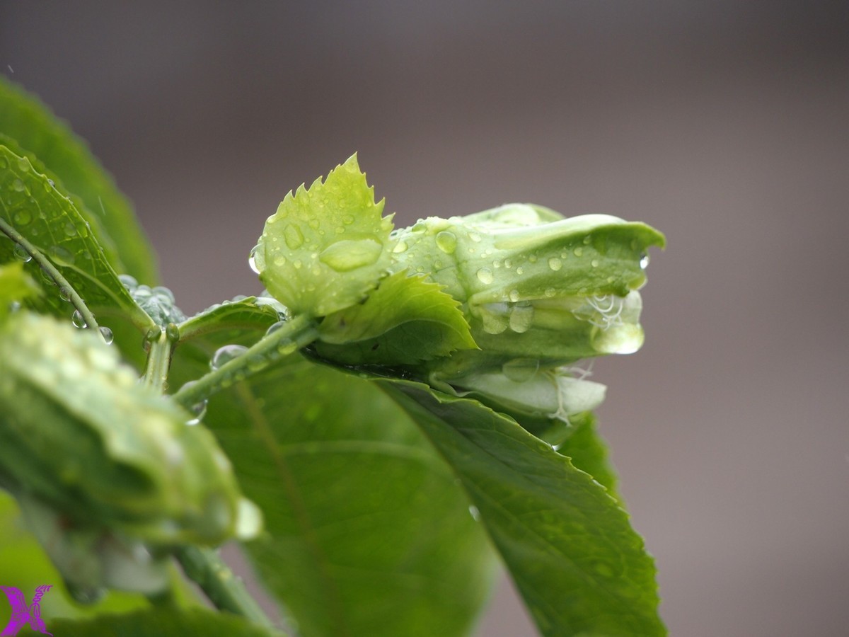 2024百香果（上）