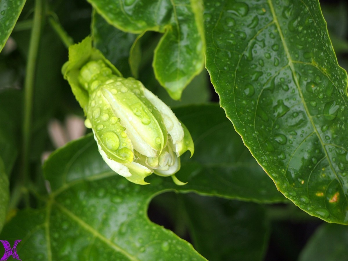 2024百香果（上）