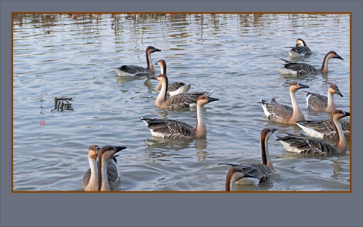 夕阳下欢快的雁群