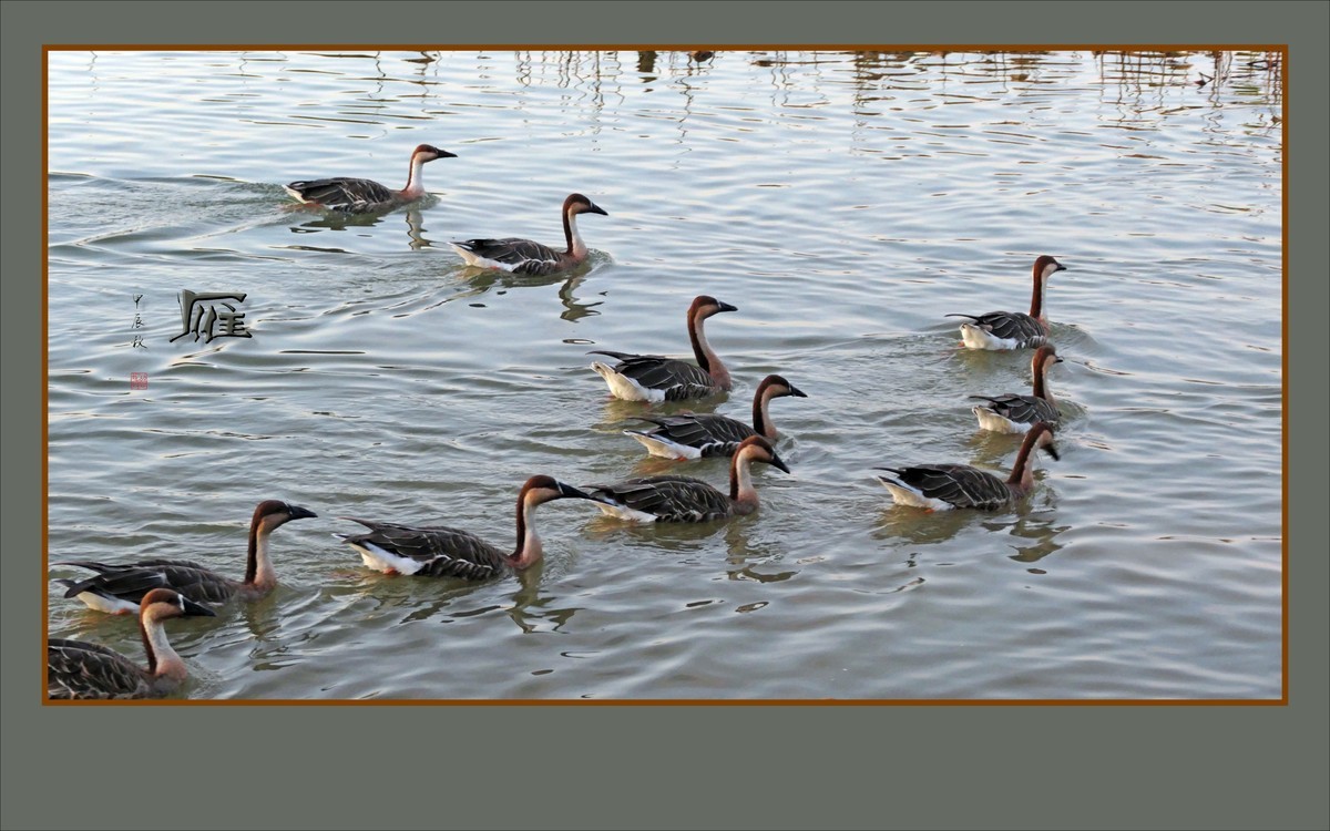 夕阳下欢快的雁群