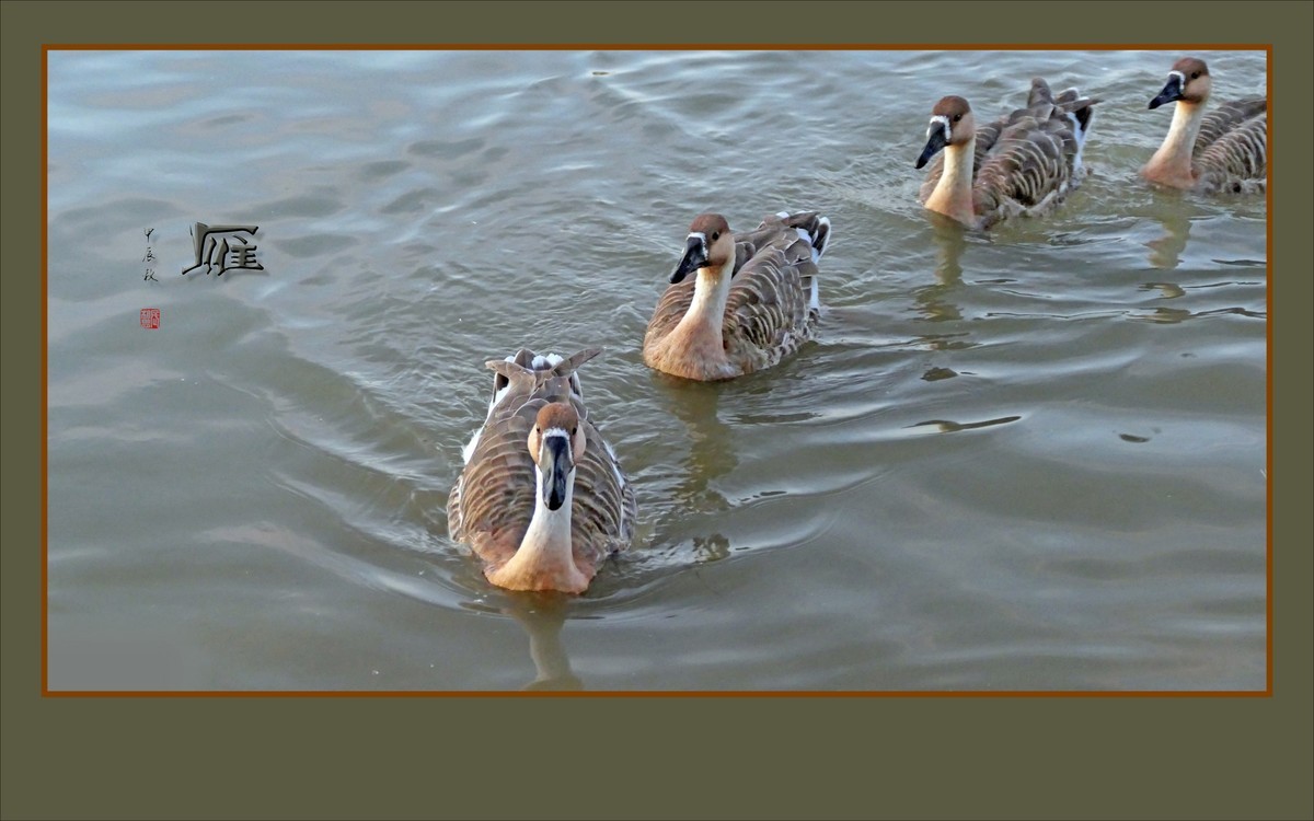 夕阳下欢快的雁群