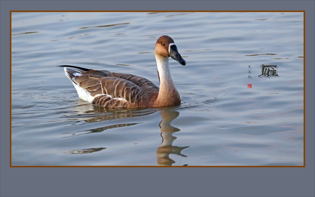 夕阳下欢快的雁群