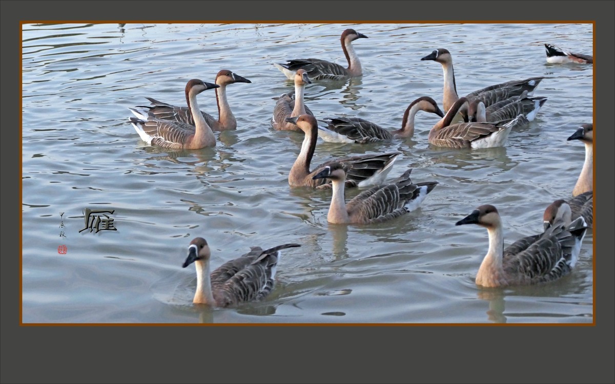 夕阳下欢快的雁群