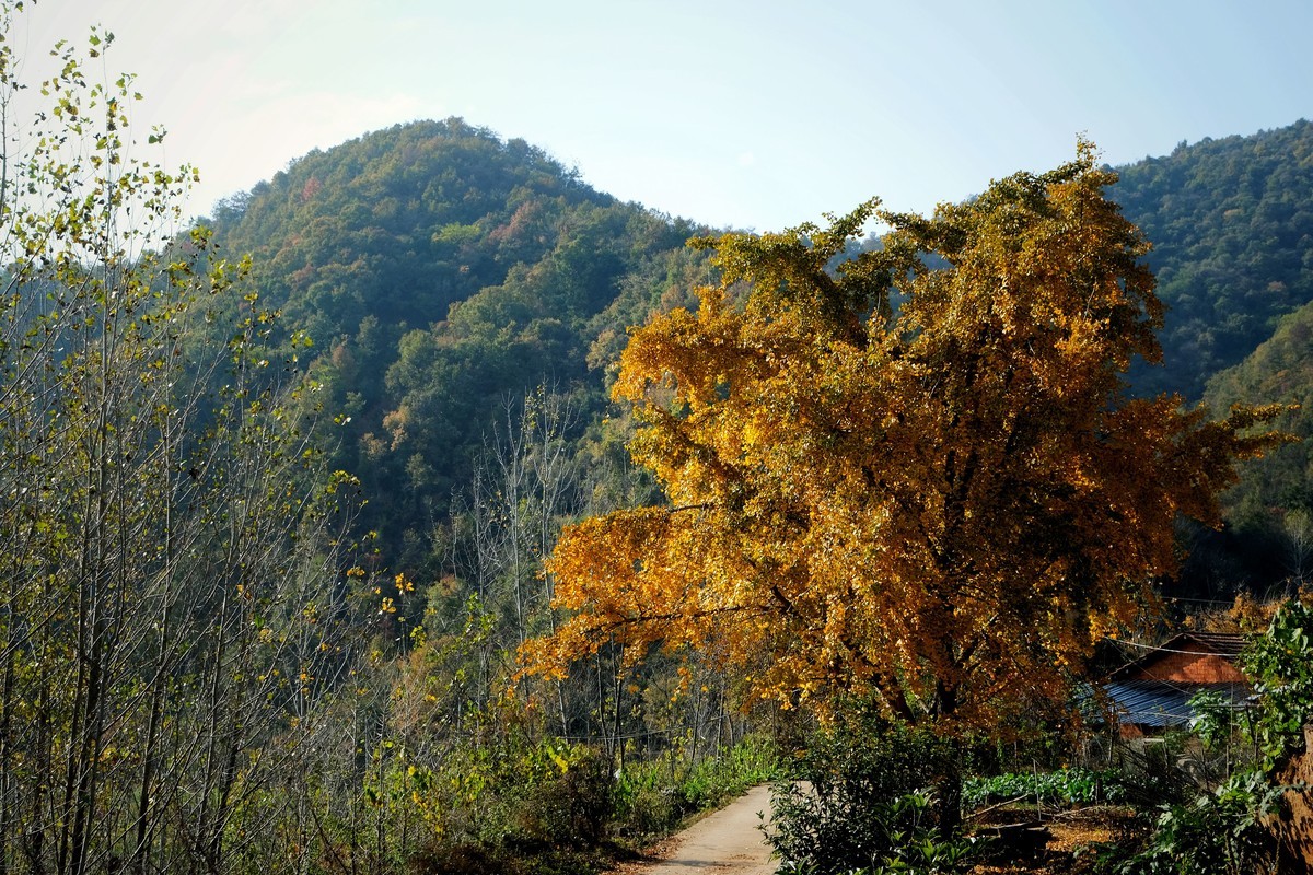 游拍初冬的小山村景色