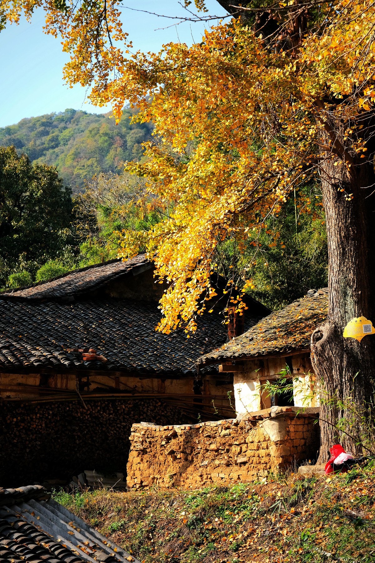 游拍初冬的小山村景色