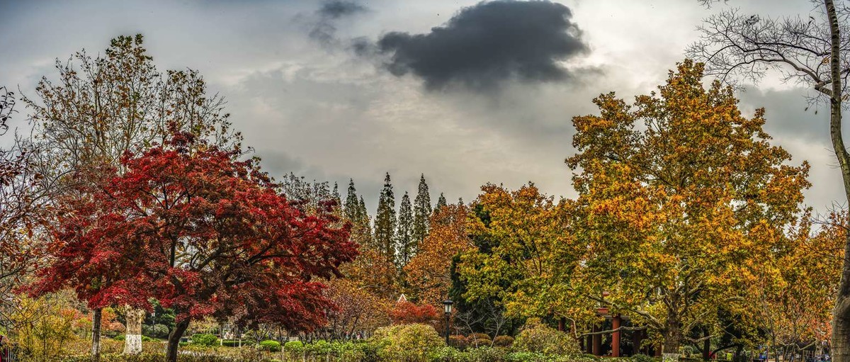 青岛中山公园秋色